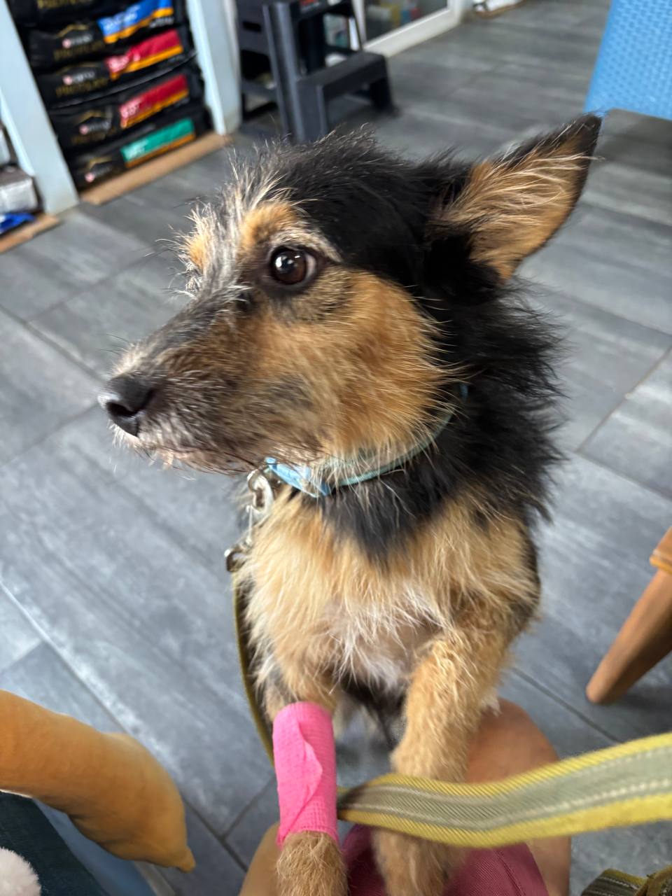 Bigote, available for adoption