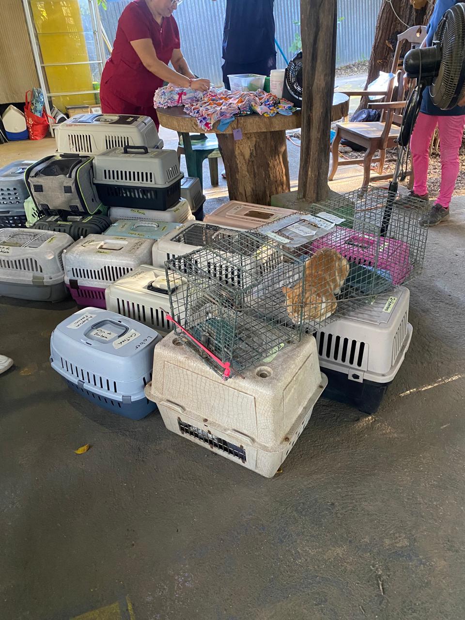 An orange cat in a cage among carriers while volunteers prepare the campaign area