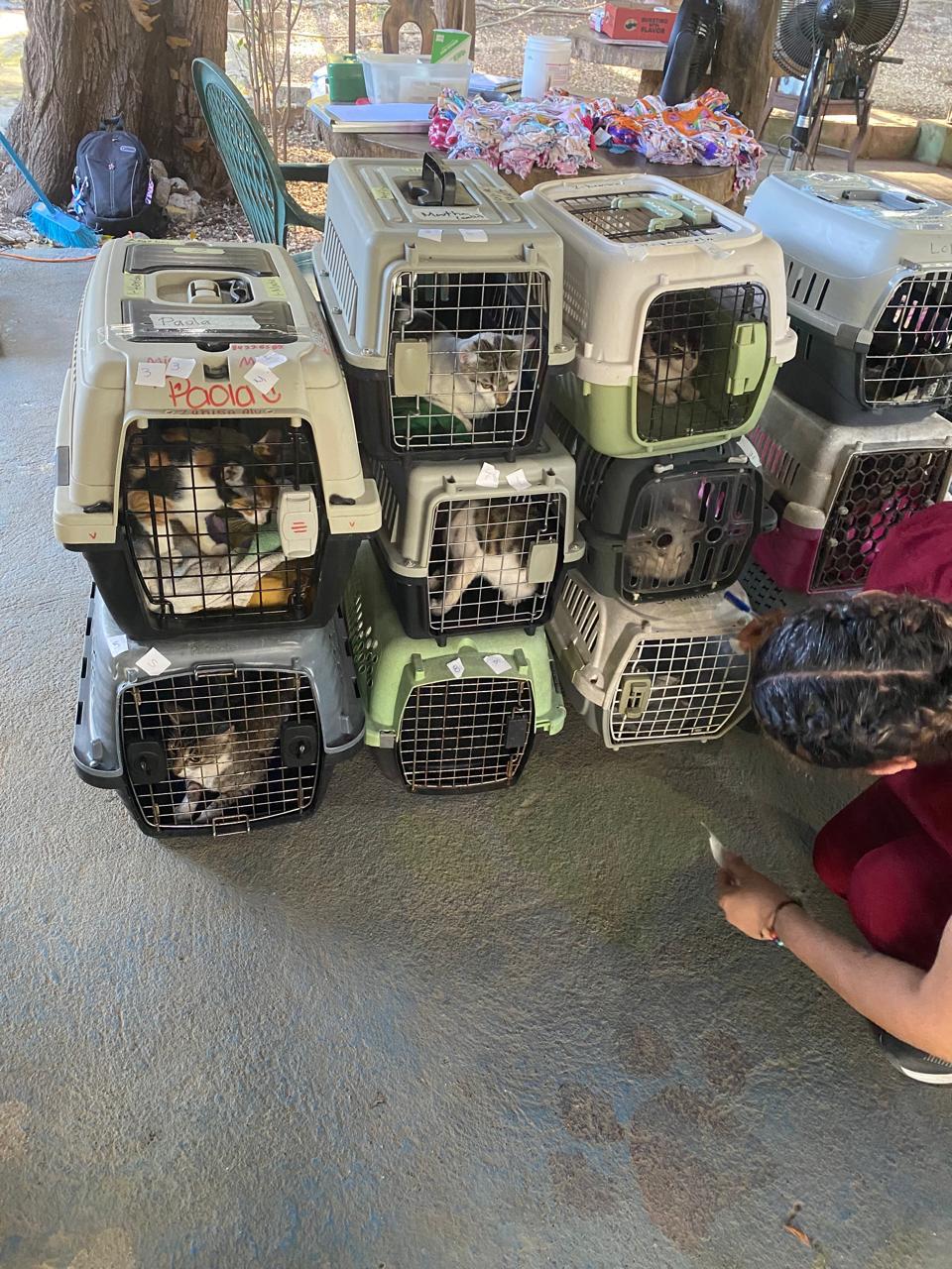 Multiple animals waiting in carriers during a previous spay-and-neuter campaign