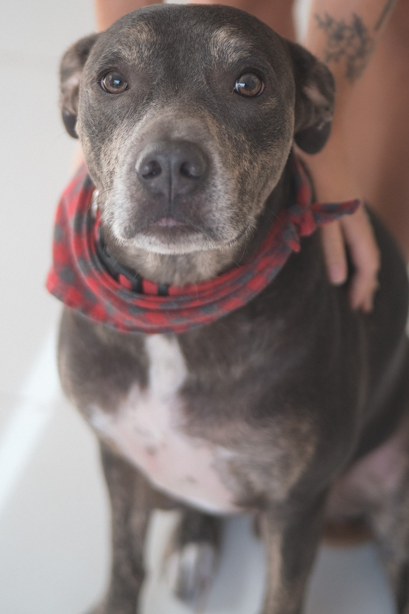 Paco wearing a red plaid bandana