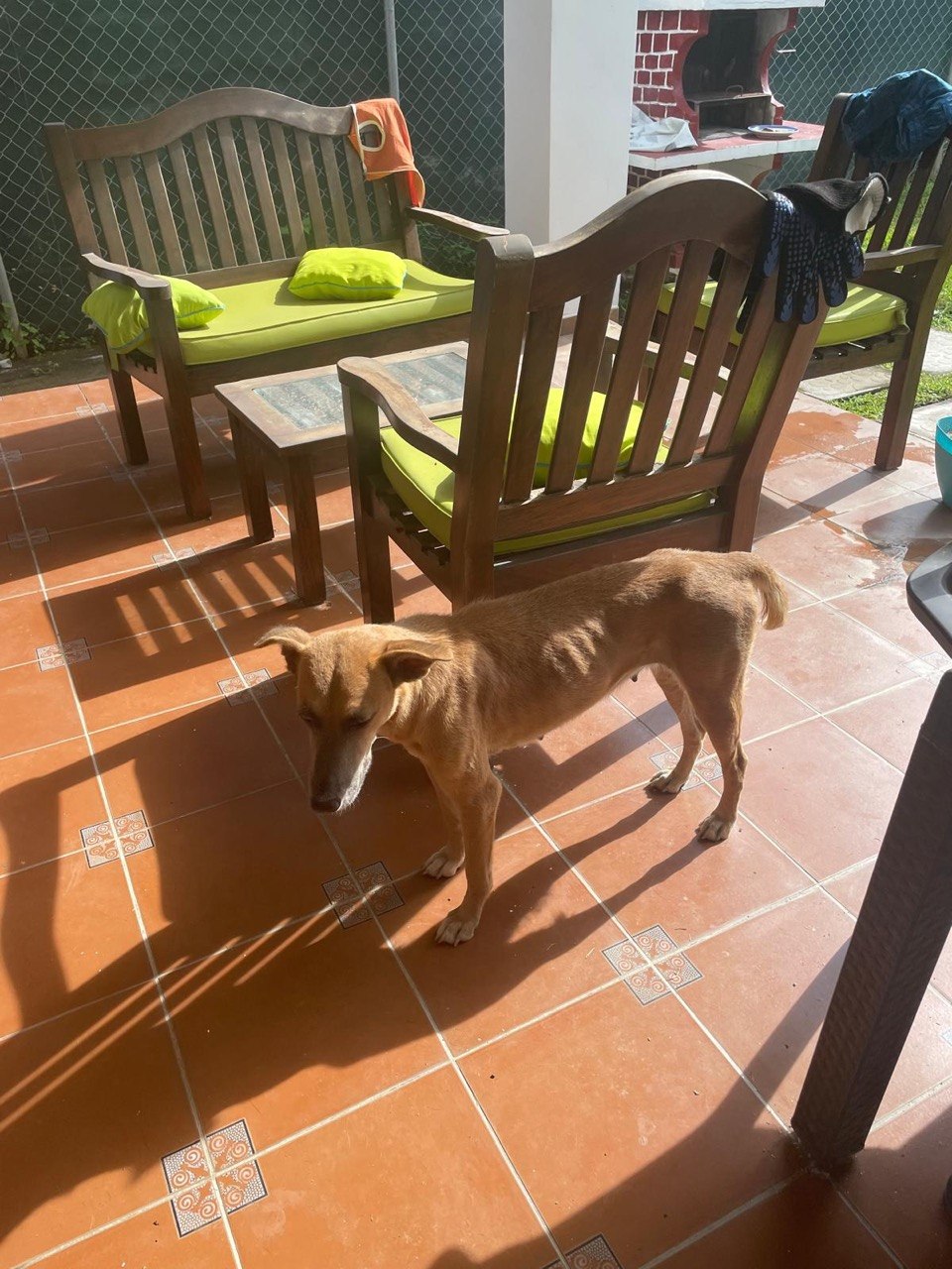 Playa when she was first rescued, before treatment